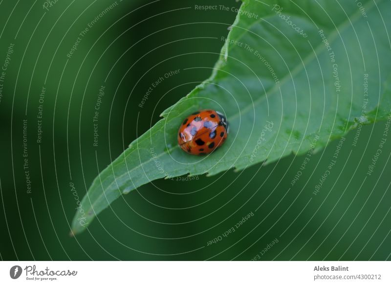 Marienkäfer auf einem Blatt grün rot Insekt Käfer Außenaufnahme Nahaufnahme Makroaufnahme Sommer Farbfoto
