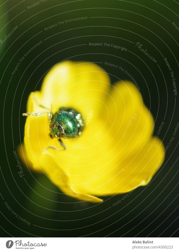 Grüner metallic Käfer auf gelber Blüte Metallic Gelbeblume Blume Außenaufnahme Insekt Makroaufnahme Nahaufnahme Farbfoto Sommer Pflanze