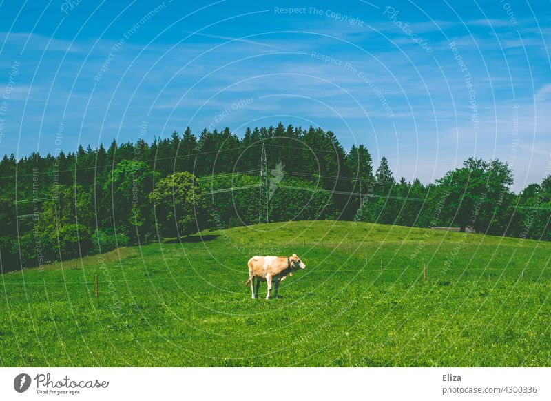 Eine Kuh auf einer Weide vor blauem Himmel Wiese Landschaft Sommer blauer Himmel Tier Blauer Himmel Landwirtschaft Natur einzeln Gras Rind Strommast grün