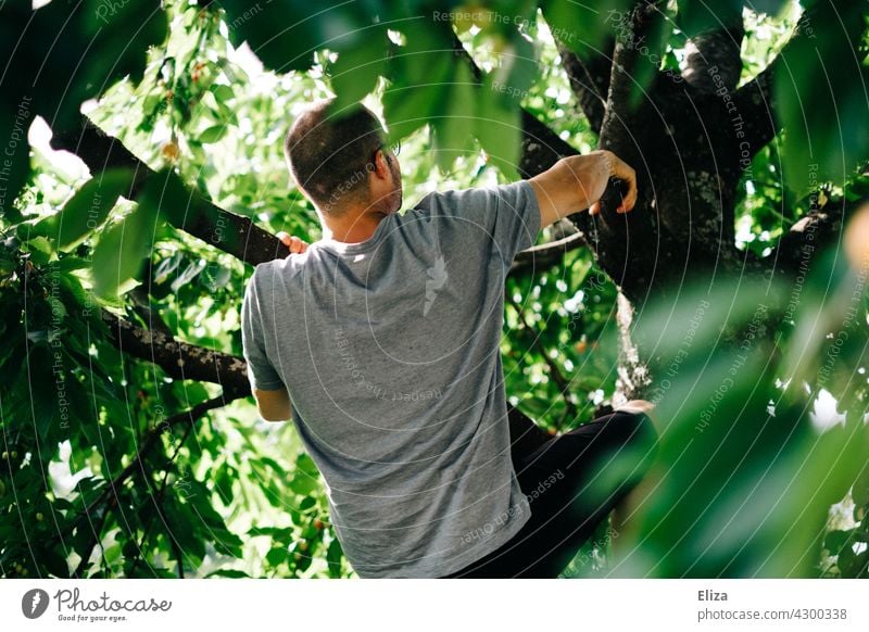 Ein Man klettert auf einen Kirschbaum klettern Baum Mann Natur Sommer Tag Außenaufnahme Sportlich auf Bäume klettern Mut Mensch sportlich Erwachsene Äste