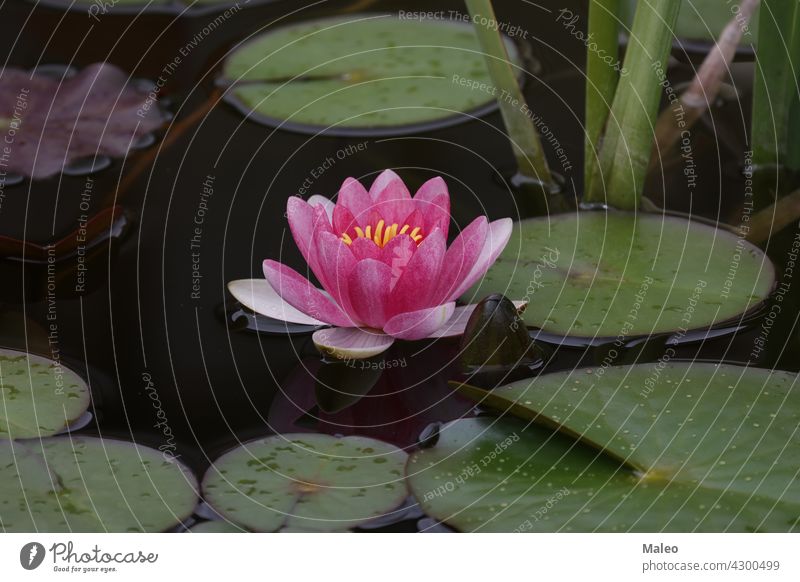 Eine schöne Seerosenblüte, die über dem Wasser schwebt Blume Lilien Lotos natürlich Natur Pflanze Teich Sommer Hintergrund Schönheit Blütezeit geblümt grün