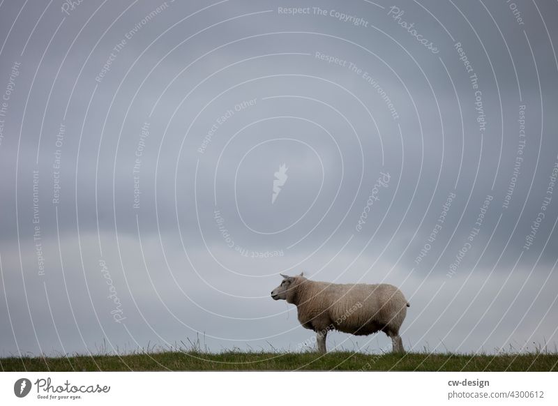 Ein Schaf macht noch lange keinen Sommer Wiese Weide Gras Tier Natur Wolle grün Nutztier Außenaufnahme Landschaft Landwirtschaft Tierporträt Schafswolle Umwelt