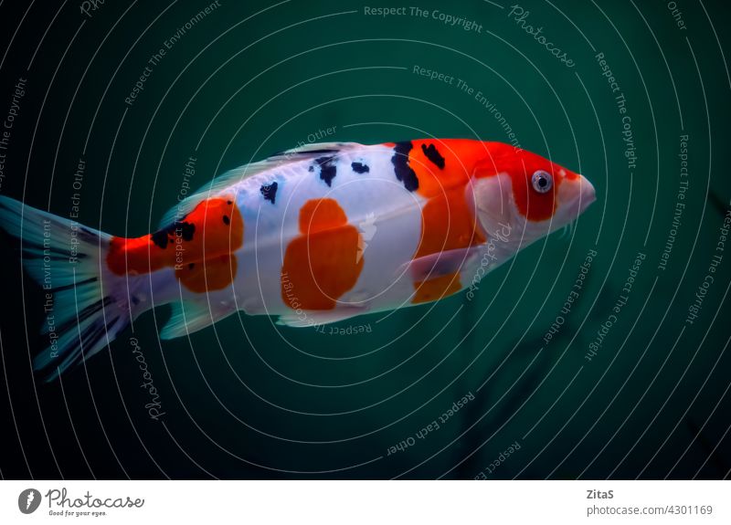 Koi Karpfen schwimmen im dunklen Wasser Koi-Karpfen Fisch Schwimmsport orange weiß Tier Natur wild Tierwelt Schuppen unter Wasser Zen Japan Aquarium Nahaufnahme