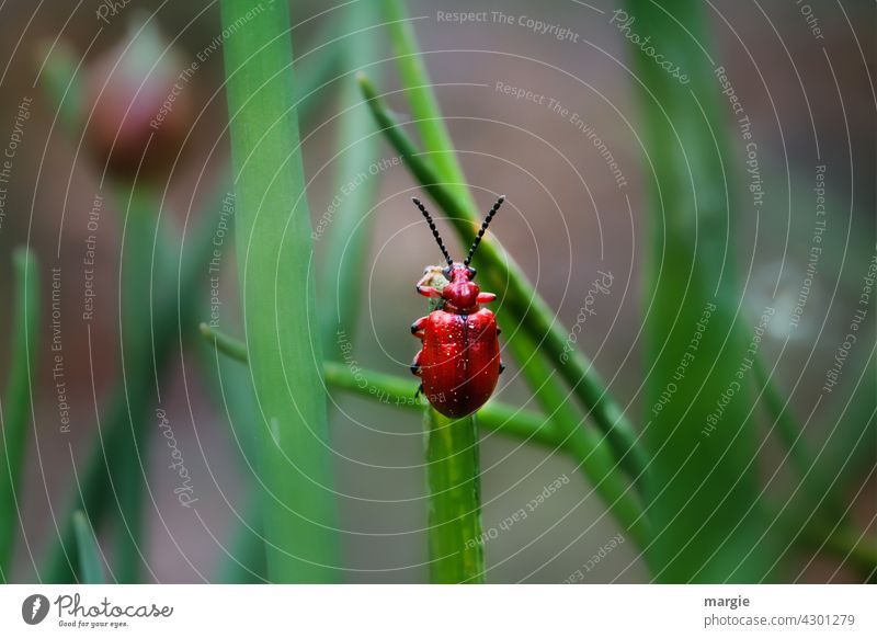 Roter Käfer im Gras Blatt Insekt krabbeln Makroaufnahme Nahaufnahme Tier Schnittlauch rot zielstrebig Unschärfe Schwache Tiefenschärfe Menschenleer