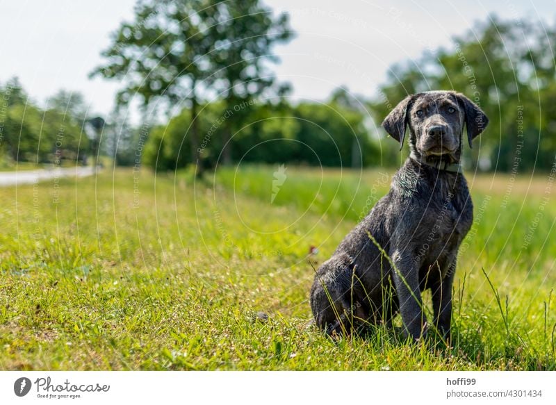 ein junger Hund sitzt auf der Wiese Hundeblick Tierporträt Hundeschnauze Blick grün sitzen warten Hundekopf Tiergesicht Blick in die Kamera Fell Hundeauge