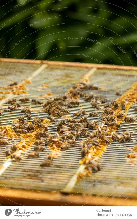Bienen auf geöffnetem Bienenstock beim Wabenbau Natur natürlich Insekt Insekten Tier Makroaufnahme Paar Nahaufnahme Flügel tiere Tiere in der Wildnis Pollen