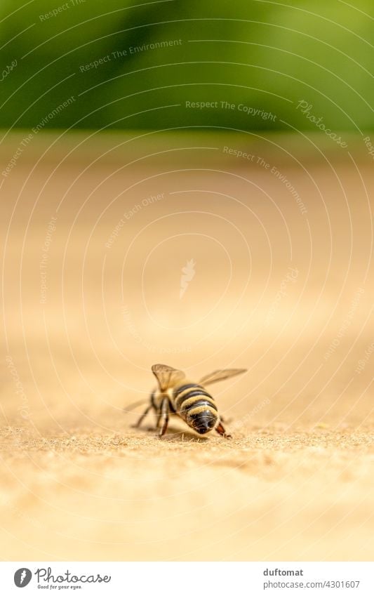 Makro Foto einer Biene von hinten Natur natürlich Insekt Insekten Tier Makroaufnahme Nahaufnahme Flügel Pollen Außenaufnahme Nektar Honig fliegen fleißig