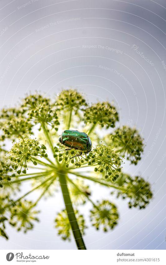 Schillernder Rosenkäfer sitzt auf Blüte glänzen Käfer schillern schillernd Natur Himmel Blick nach oben Frühling Sommer Insekt Insektenschutz insektensterben