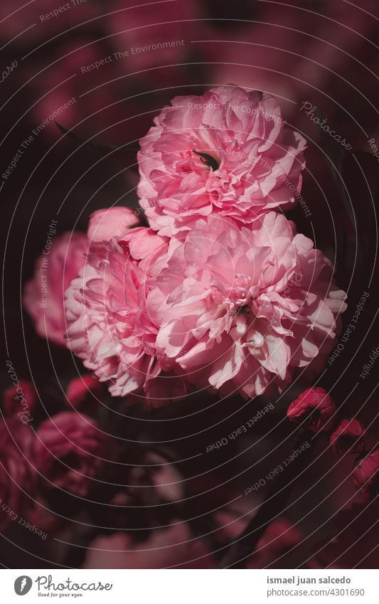 romantische rosa Blumen im Frühling Blütenblätter Pflanze Garten geblümt Flora Natur natürlich dekorativ Dekoration & Verzierung Schönheit Zerbrechlichkeit