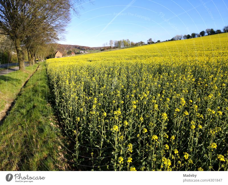 Großes blühendes gelbes Rapsfeld entlang einer Landstraße mit Alleebäumen im Frühling bei Sonnenschein in Währentrup bei Oerlinghausen am Teutoburger Wald in Ostwestfalen-Lippe
