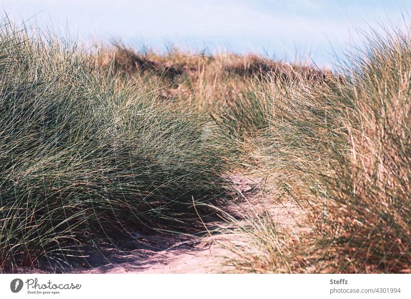 sandiger Weg zum Strand an der Nordsee Dünen Dünenweg Dünengras Schottland Nordseeküste Nordseestrand schottisch Nordseewind Brise nordisch Erholung erholen