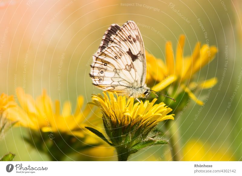 Ein kleiner Schmetterling sitzt auf einer gelben Blüte Insekt Makroaufnahme Natur Nahaufnahme Menschenleer Schwache Tiefenschärfe Farbfoto Tier Tag Umwelt