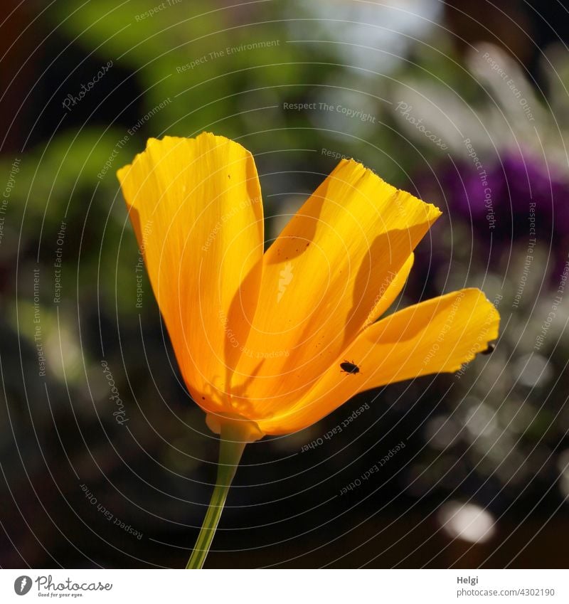 Blüte des Kalifornischen Mohns im Gegenlicht mit einem kleinen schwarzen Krabbeltier am Blütenblatt Kalifornischer Mohn Goldmohn Kalifornischer Kappenmohn