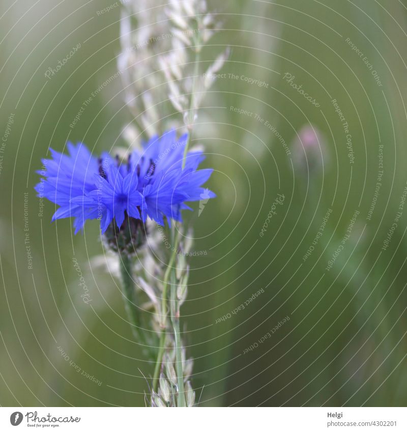 kornblumenblau - Nahaufnahme einer Kornblume an einem Grashalm Blume Blüte Pflanze Wildpflanze Sommer Kornfeld Natur Außenaufnahme Farbfoto Umwelt Menschenleer