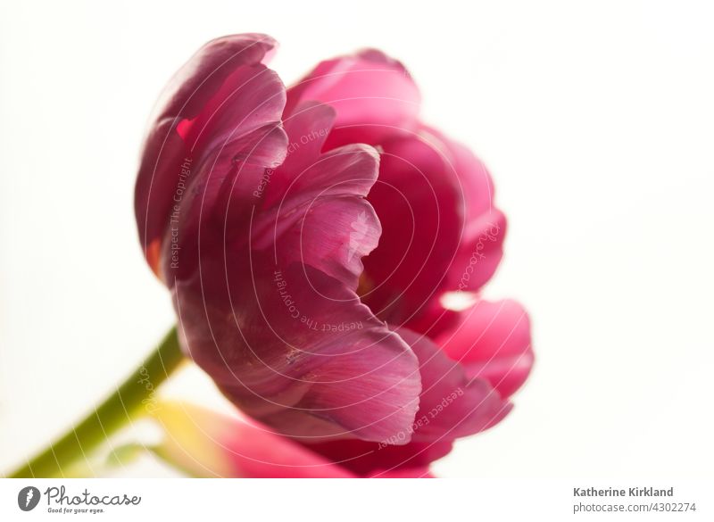 Rosa Tulpe mit weißem Hintergrund rosa Stillleben Nahaufnahme Natur Frühling Ostern natürlich Pflanze geblümt Blume Flora Blumenhändler rot Textfreiraum