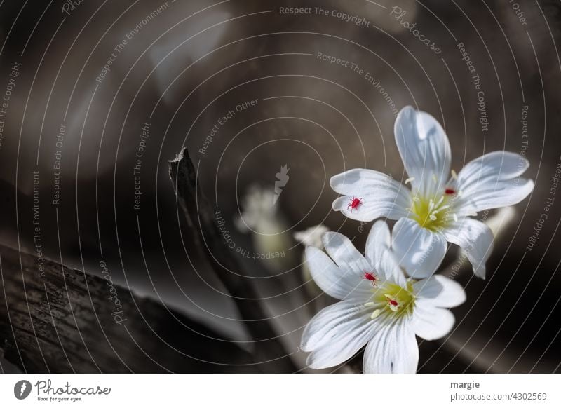 Kleine weiße Blumen mit roten Läusen, Milben, Spinnen, Parasiten Blüte Detailaufnahme Makroaufnahme Spinnentier Ast Garten Pflanze Nahaufnahme Blühend