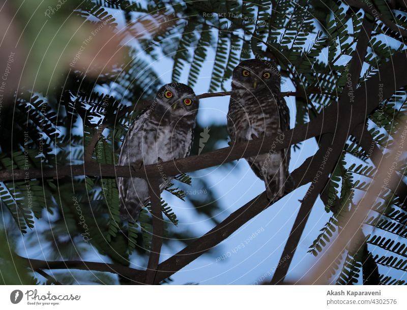 Baby Eule sitzend auf Baum , Nachtfotografie Eulenvögel Greifvogel Tier Ratsherr Eule Auge Vögel weiße Eule Tiere Stroh-Eule Kreischeule Geistereule Hobby-Eule