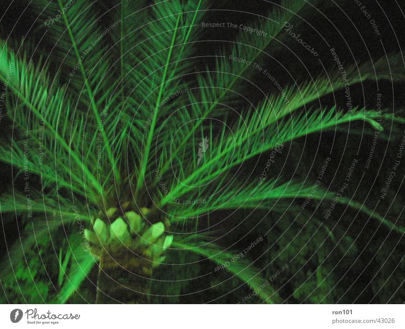 palm Palme Palmenwedel grün dunkel Baumstamm Beleuchtung