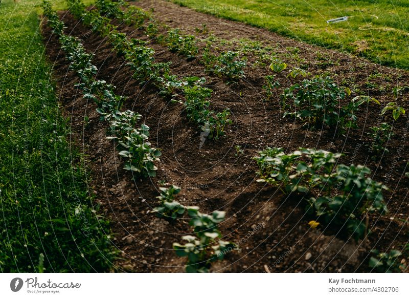 Jungpflanzen wachsen in Reihe auf dem Feld Ackerbau Landschaft Ernte Bodenbearbeitung Tag Tageslicht Entwicklung Bauernhof Landwirtschaft Lebensmittel