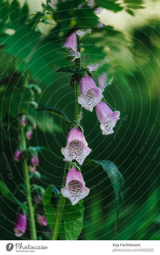 Foto von Fingerhut im Tageslicht Digitalis Schönheit Umwelt Blume grün Wachstum Natur im Freien rosa purpur Sommer pulsierend