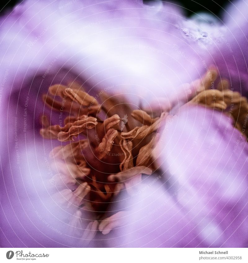 Staubblätter in einer Blüte lila lilarosa Blume Natur violett blühend Schwache Tiefenschärfe Unschärfe Makroaufnahme Frühling inneres Innerhalb (Position)