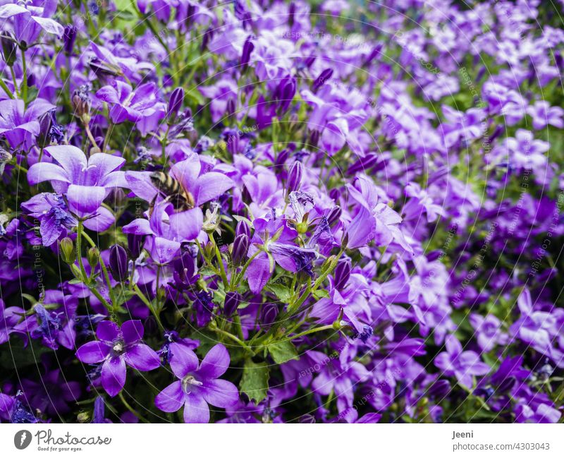 Ein Glockenblumen-Paradies für Bienen Blume Blüte Blühend Blütenblatt Garten kraut Pflanze Natur Sommer Nahaufnahme Farbfoto Außenaufnahme Detailaufnahme schön
