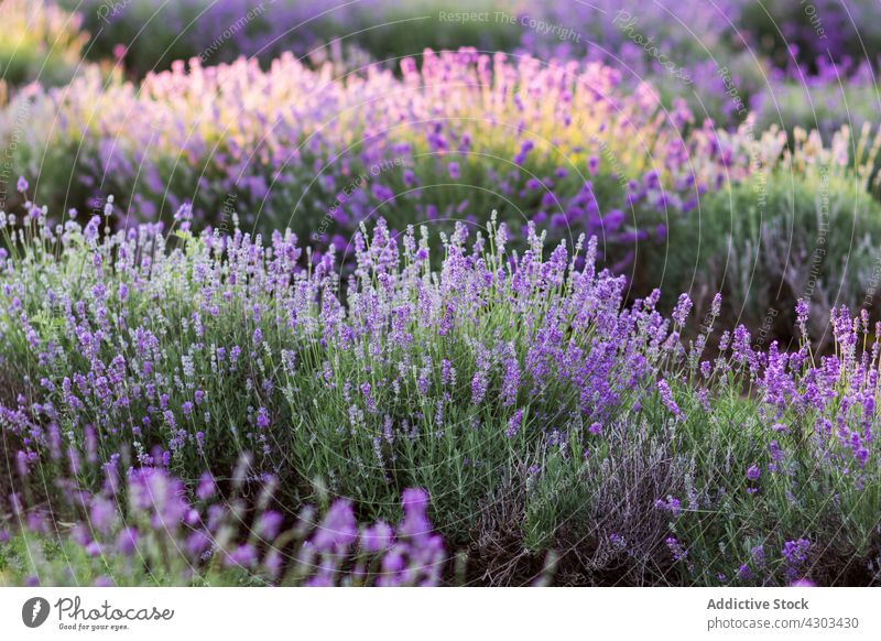 Landschaft eines Lavendelfeldes Feld Blume Wiese Sonnenuntergang Blütezeit Natur Sommer Flora violett malerisch Aroma Umwelt duftig purpur ländlich idyllisch