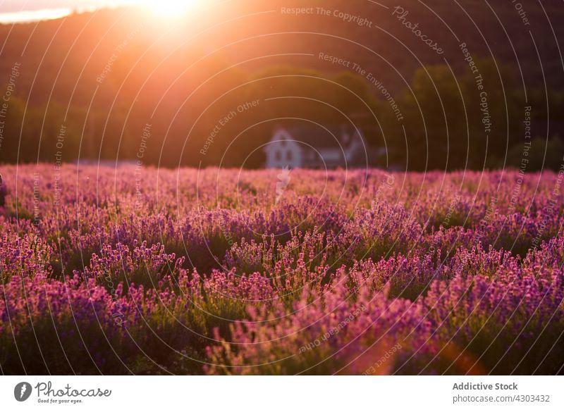 Landschaft mit Lavendelfeldern in einem Bergdorf Feld Dorf Blume Wiese Sonnenuntergang Blütezeit Natur Sommer Flora violett malerisch Aroma Umwelt duftig purpur