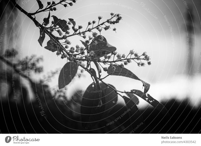 Zweig des Vogels Kirschbaum auf schwarzem und weißem Hintergrund. Baum Blume Nahaufnahme Hintergründe Blüte Ast Sonnenlicht hell Park Haufen verschwommen Leben