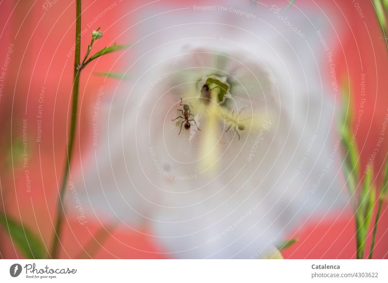 Ameisen in einer Glockenblume Natur Flora Fauna Insekt Pflanze Blume blühen krabbeln Tag Tageslicht Garten Sommer Weiß Rosa
