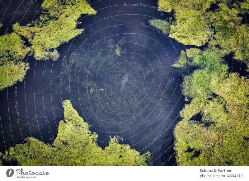 Teich mit Wasserpflanzen Weier See Fluss Algen Entengrütze bewachsen zugewachsen gekippt Biotop grün Natur Bach Außenaufnahme Farbfoto Menschenleer Umwelt