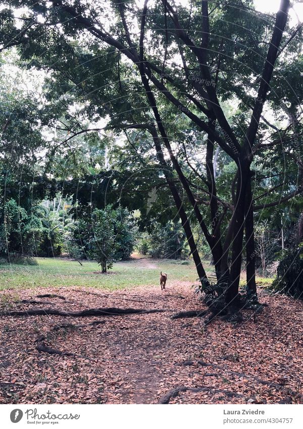 Spaziergang im Park laufen Baum Baumrinde alter Baum Natur Wald Außenaufnahme grün tropisch Baumstamm Pflanze Umwelt Wachstum Licht Farbfoto Tag Tag mit Hunden