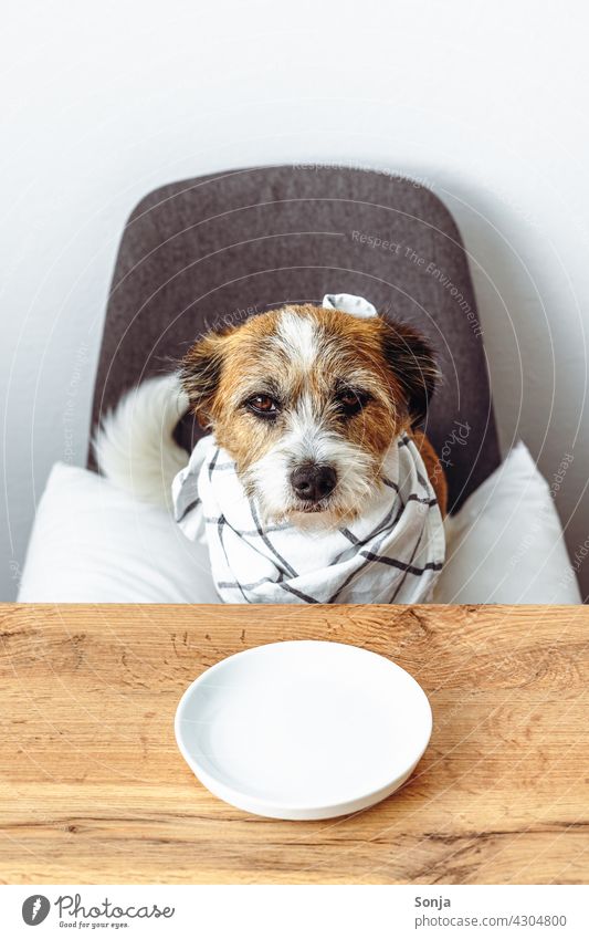 Hungriger kleiner Hund sitzt an einem Küchentisch hungrig Serviette Teller leer füttern Terrier Haustier Tier sehen sitzen Humor niedlich Jack-Russell-Terrier
