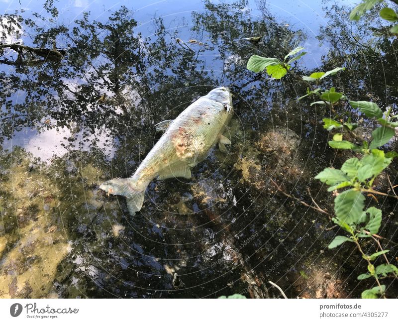 Ein lebloser Fisch schwimmt unter Bäumen auf dem Wasser. Foto: Alexander Hauk loblos tier tiere tod wasser oberfläche schatten bäume baum außenaufnahme