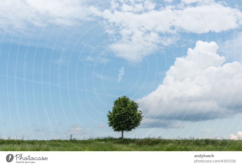 Einzelner grüner kleiner Baum auf einer Wiese allein schön blau Ast breit Cloud Textfreiraum Landschaft Erde Ökologie Leere leer Umwelt Freiraum frisch Gras