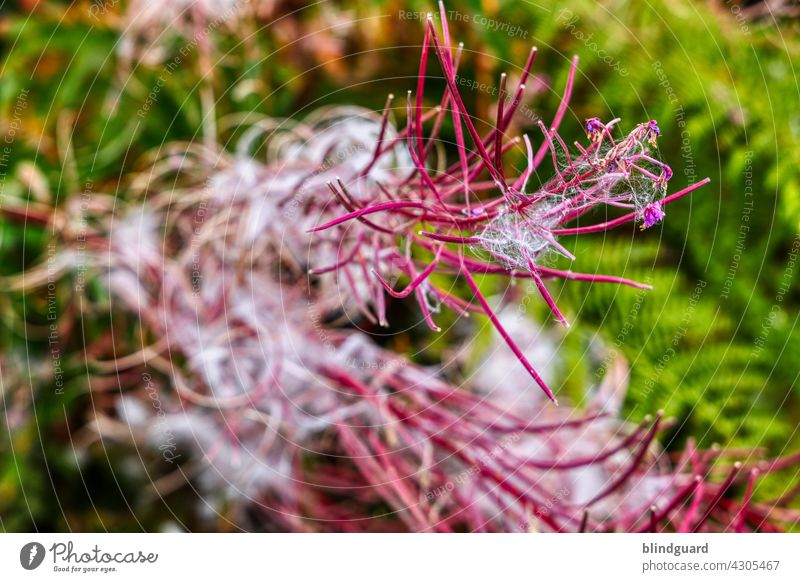 Ordnung im Chaos | Powerflower Blume Gewächs Wald Farn grün pink rosa weiß wuschig wuschelig Haare Pflanze Natur Blüte schön Sommer Farbfoto Außenaufnahme