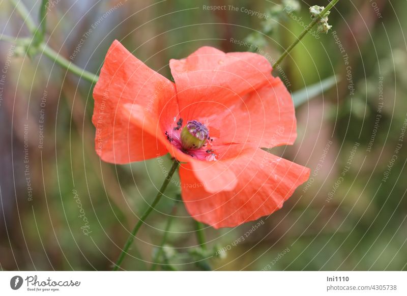 weit geöffnete Klatschmohnblüte Mohnblume Blume einjährig Papaver rhoeas Felder Ackerwildpflanze Wildpflanze Garten Schalenblüte Blütenkrone rot scharlachrot