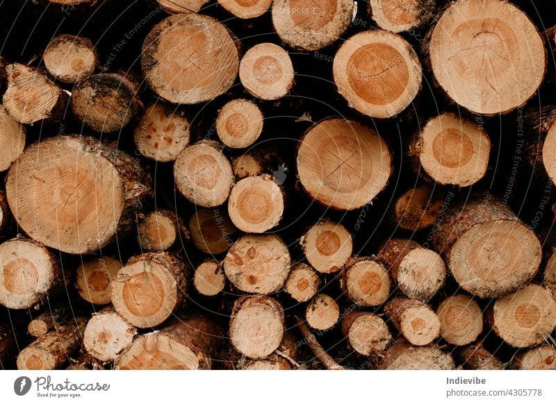 Stapel von Kiefernholzstämmen. Geschnittene Stämme gestapelt. Holz unterschiedlicher Größe. Entwaldung Kiefernwald Totholz Baum Nutzholz Holzstapel Brennholz