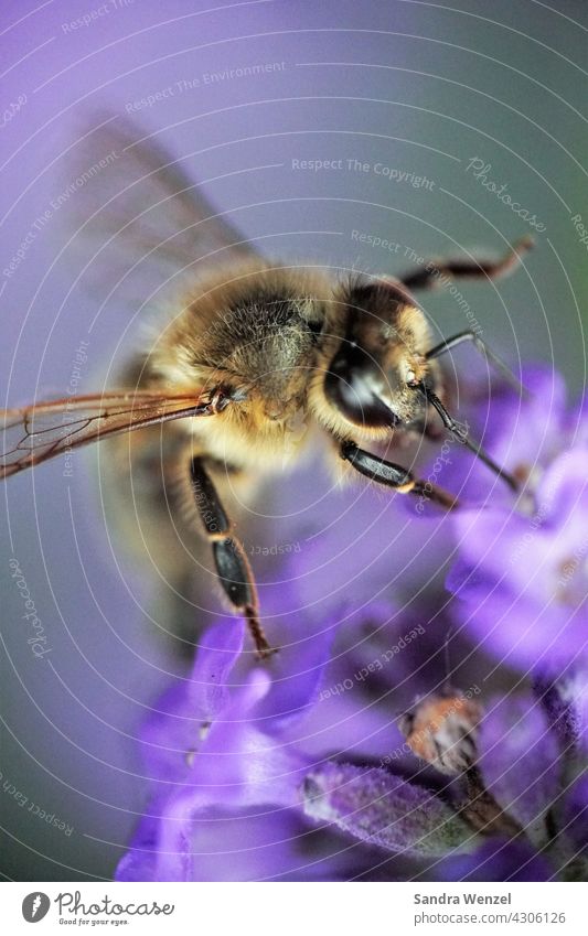 Biene Nektar Honig Wildbiene Honigbiene Imker Insekten Insektensterben Bienensterben Aussterben Artenschutz Lavendel Macrofotografie nützlich Leben