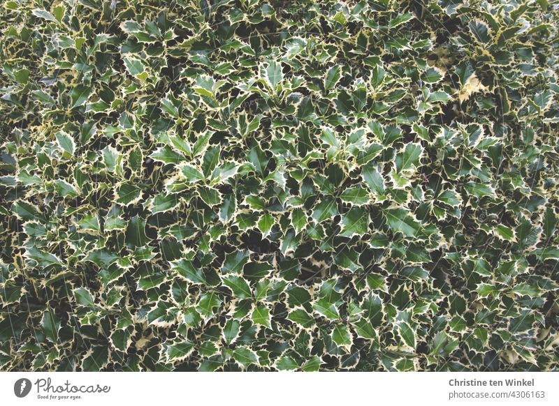 Weißbunte Stechpalme, Ilex aquifolium,  weißbunter Ilex . Nahaufnahme als Hintergrundbild grün -weiß panaschierte Blätter weißbunte Stechpalme Pflanze Winter