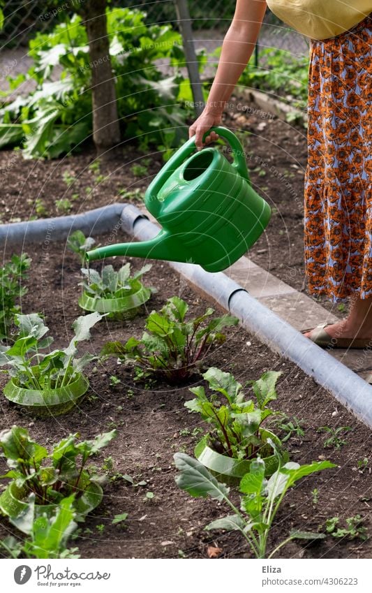 Frau gießt mit einer Gießkanne Pflanzen in einem Beet Garten Gartenarbeit gießen Gemüse Gärtnerin Frühling Natur Schrebergarten gärtnern pflanzenbeet Gemüsebeet