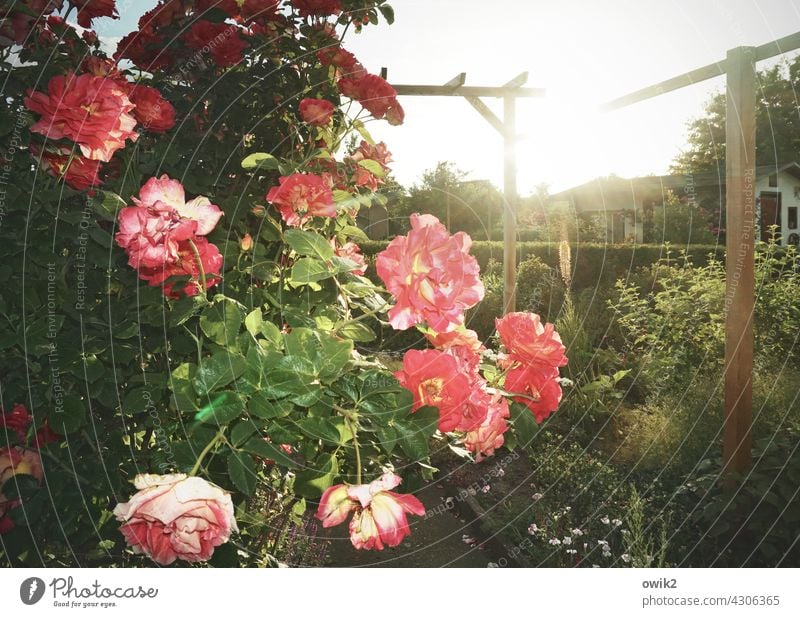 Für den Moment Rosen Blüten blühend Sonnenuntergang Gegenlicht Kontrast Kleingartenkolonie Garten Schrebergarten rot Idylle Duft Textfreiraum oben Tag Farbfoto