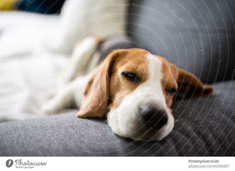 Beagle Hund müde schläft auf einer Couch Hintergrund Haus Natur Tier Innenbereich räkeln Lügen Säugetier modern reinrassig Porträt Erholung ruhen aussruhen Raum