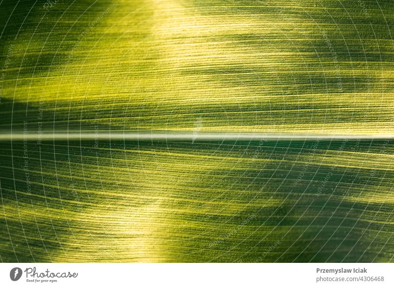 Grün wachsende Blätter von Mais auf einem Feld. Hintergrund abstrakt Lebensmittel Muster Sommer Textur Natur Sonne Blatt Frühling Gemüse Ernte Ackerbau grün