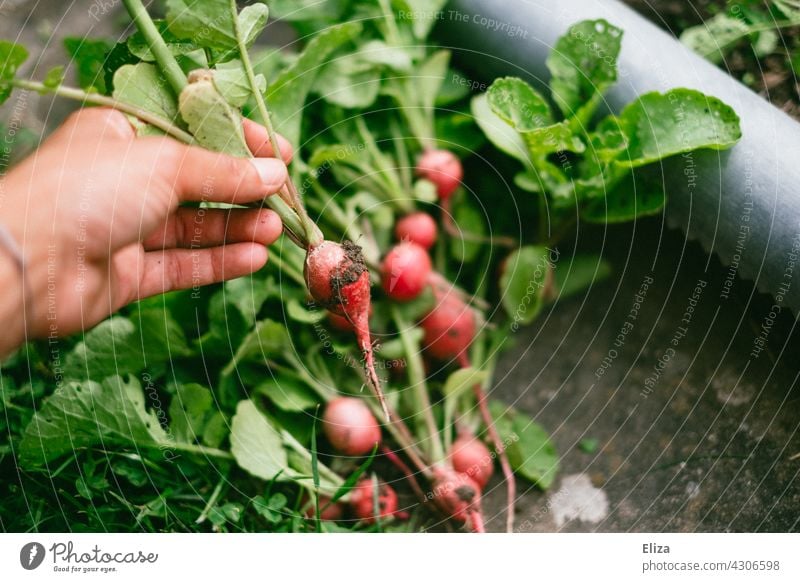 Person hält frisch geerntete Radieschen in der Hand ernten Garten Beete anbauen Gemüse Selbstvrsorgung Gartenarbeit Ernte gesund Lebensmittel gärtnern