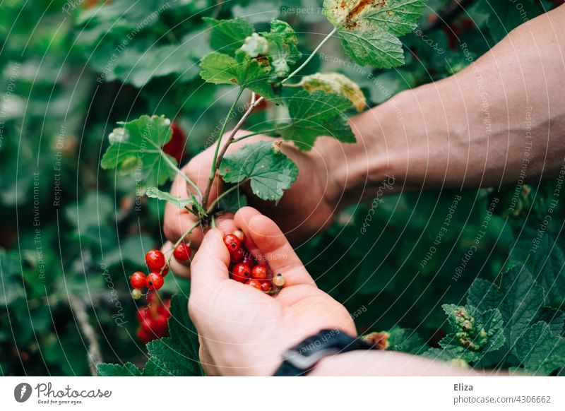 Mann pflückt rote Johannisbeeren von einem Strauch pflücken Hand Nahaufnahme Beeren Ernte reif Sommer Johannisbeerstrauch Garten Natur grün Lebensmittel