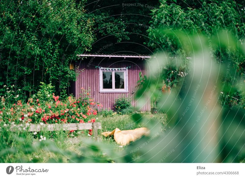 Lila Gartenhäuschen im grünen Schrebergarten Haus Natur Idylle idyllisch Blumen Gartenhaus begrünt Fenster Menschenleer lila Wald Sträucher Gartenlaube Hütte
