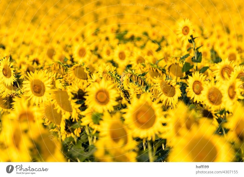viele, sehr viele Sonnenblumen Sonnenblumenfeld gelb Sommer Feld Blume Pflanze schön Blüte Blühend Blütenblatt Natur Sonnenlicht hell farbenfroh Nutzpflanze