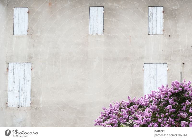 lila Blüten vor einer Wand mit geschlossenen Fensterläden - Mittagshitze Fensterladen geschlossene fenster Mittagspause mittagshitze Hitze Hitzewelle Sommer