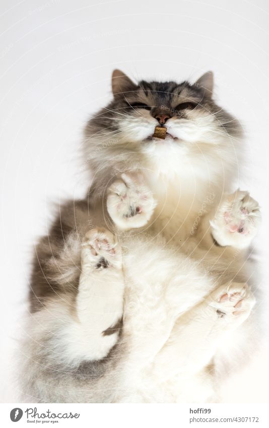 ein Kater mit Trockenfutter von unten 1 tatze Tierporträt Katze weiß Hauskatze skurril Konzentration Kontrolle Kontakt einzigartig Zufriedenheit Ausdauer